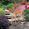 Design Toscano Spotted Deer, Forest Fawn Sculpture NE110108